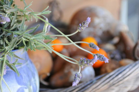 Lavender Farm - Accommodation Tasmania 9