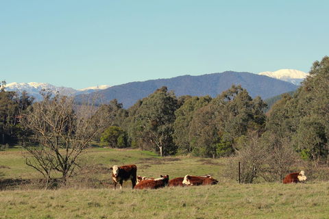 3 Bells Alpine Cottage - Accommodation Tasmania 21