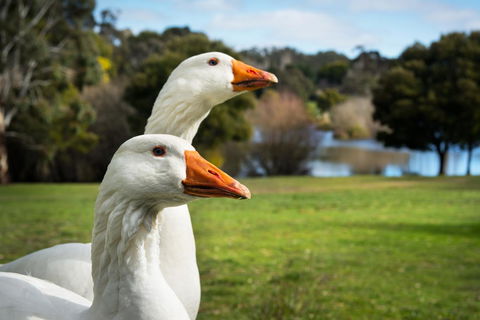 Lake Como Villa - Accommodation Tasmania 11