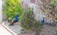The Peacocks Nest - thumb 42