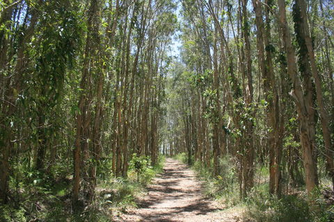 Lake Weyba Noosa Lodge & Kangaroos - Accommodation Tasmania 39