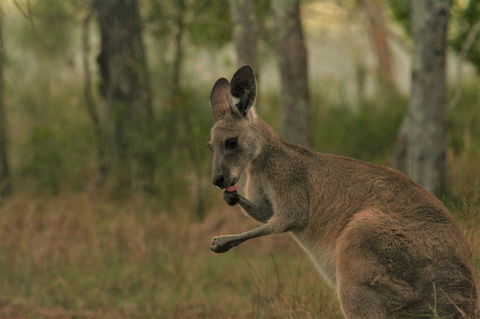 Lake Weyba Noosa Lodge & Kangaroos - Accommodation Tasmania 43