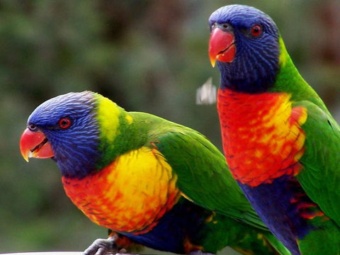 Lake Weyba Noosa Lodge & Kangaroos - Accommodation Tasmania 12