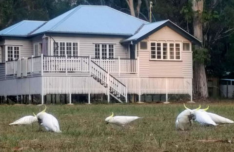 Lake Weyba Noosa Lodge & Kangaroos - Accommodation Tasmania 20