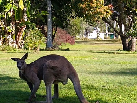 Lake Weyba Noosa Lodge & Kangaroos - Accommodation Tasmania 24