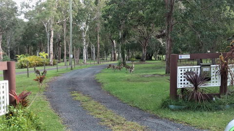 Lake Weyba Noosa Lodge & Kangaroos - Accommodation Tasmania 42