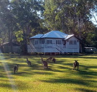 Lake Weyba Noosa Lodge  Kangaroos - Accommodation Tasmania