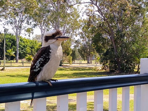 Lake Weyba Noosa Lodge & Kangaroos - Accommodation Tasmania 18