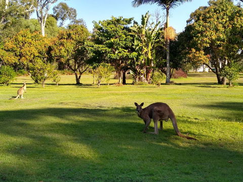 Lake Weyba Noosa Lodge & Kangaroos - Accommodation Tasmania 8