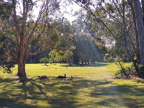 Lake Weyba Noosa Lodge & Kangaroos - Accommodation Tasmania 4