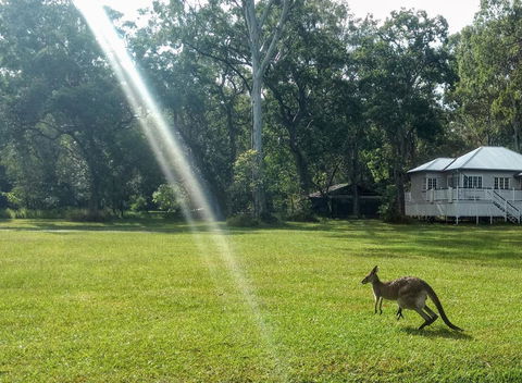 Lake Weyba Noosa Lodge & Kangaroos - Accommodation Tasmania 26