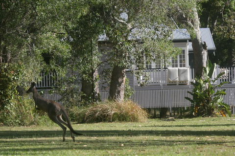 Lake Weyba Noosa Lodge & Kangaroos - Accommodation Tasmania 31