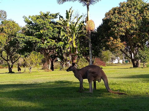 Lake Weyba Noosa Lodge & Kangaroos - Accommodation Tasmania 35