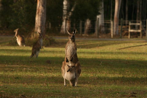Lake Weyba Noosa Lodge & Kangaroos - Accommodation Tasmania 16