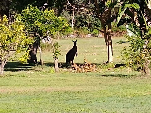 Lake Weyba Noosa Lodge & Kangaroos - Accommodation Tasmania 29