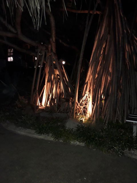 Pandanus Coolum Beach - Accommodation Tasmania 10