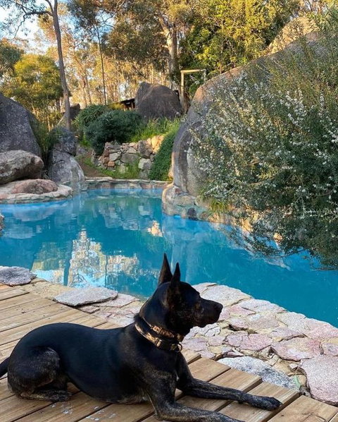 A Paradise For Dogs And A Magical Retreat For Hoomans - Accommodation Tasmania 4