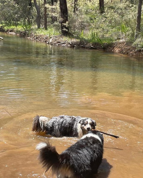 A Paradise For Dogs And A Magical Retreat For Hoomans - Accommodation Tasmania 2