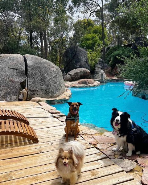 A Paradise For Dogs And A Magical Retreat For Hoomans - Accommodation Tasmania 1