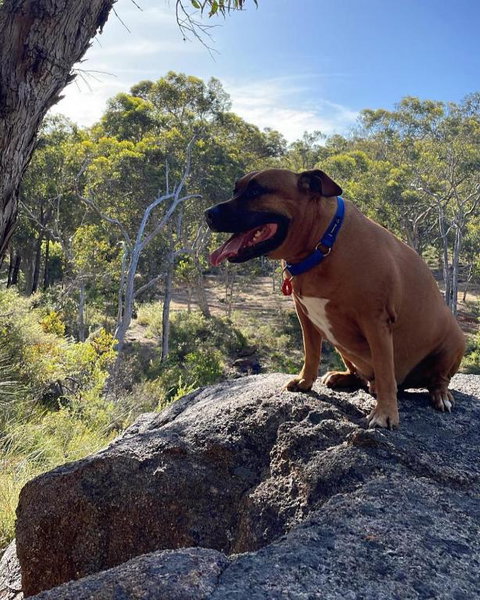A Paradise For Dogs And A Magical Retreat For Hoomans - Accommodation Tasmania 3