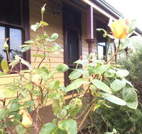 Albion Cottage - Accommodation Tasmania