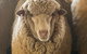 Mascot Cottage - Pet Friendly And Complimentary Breakfast Hamper - thumb 0