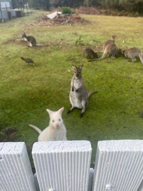 NOFOMO AT ADVENTURE BAY - Accommodation Tasmania 2