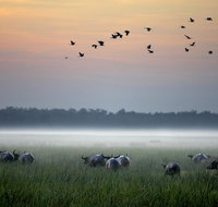 Bamurru Plains - Accommodation Tasmania