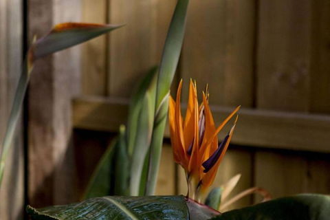 Rose Cottage - Accommodation Tasmania 1
