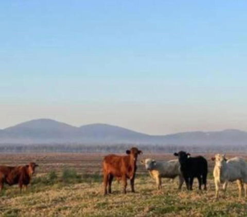 Rosemont By Tiny Away - Accommodation Tasmania 3