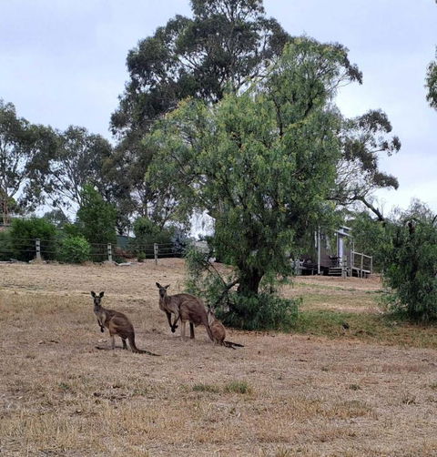 Rosewood Mac By Tiny Away - Accommodation Tasmania 3