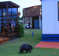BIG4 Kelso Sands Holiday  Native Wildlife Park - Accommodation Tasmania