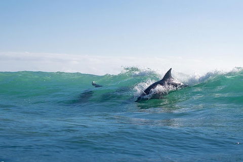 Private Tangalooma Wrecks Tour - Accommodation Tasmania 2