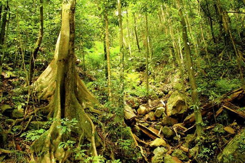 Barron Gorge And Kuranda National Park Half Day Rainforest And Waterfall 4WD Tour From Cairns - Accommodation Tasmania 4