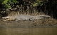 4-Day Cairns With Great Barrier Reef And Daintree Rainforest - thumb 4