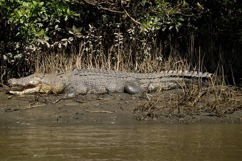 4-Day Cairns With Great Barrier Reef And Daintree Rainforest - Accommodation Tasmania 4