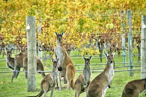 Three Day Charter Margaret River Region (inbound Melbourne Travelers) - Accommodation Tasmania 5