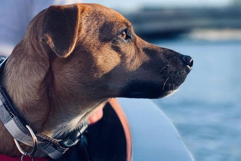 1.5-Hour Boat Rental In Melbourne - Accommodation Tasmania 0