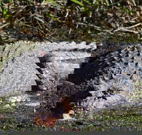 Full Day Tour in the Daintree - Accommodation Tasmania