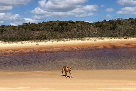 Pippies 3 Days 2 Nights Fraser Island Tour - Accommodation Tasmania 2