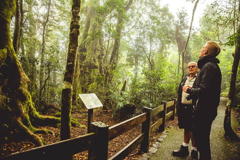 Full-day Springbrook National Park Tour From The Gold Coast - Accommodation Tasmania 1