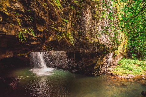 Full-day Springbrook National Park Tour From The Gold Coast - Accommodation Tasmania 4