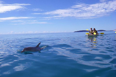 Kayak With Dolphins And 4WD Great Beach Drive Day Trip From Noosa - Accommodation Tasmania 2