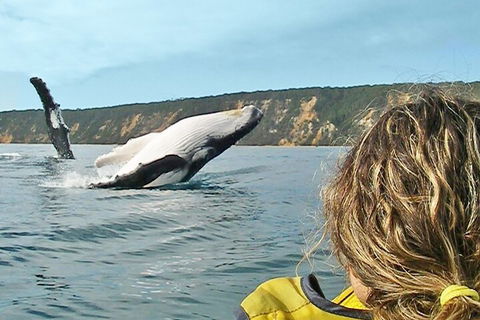 Kayak With Dolphins And 4WD Great Beach Drive Day Trip From Noosa - Accommodation Tasmania 3
