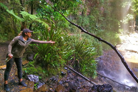 Rainforest & Waterfalls Extravaganza - Accommodation Tasmania 4
