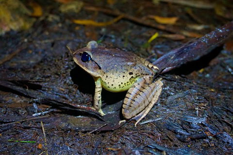 Glow Worms Private Tour - Nocturnal Rainforest Walk - Accommodation Tasmania 0