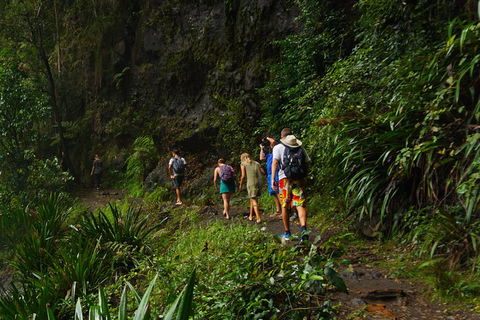 Glow Worms Private Tour - Nocturnal Rainforest Walk - Accommodation Tasmania 1