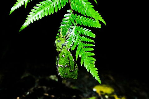 Glow Worms Private Tour - Nocturnal Rainforest Walk - Accommodation Tasmania 2