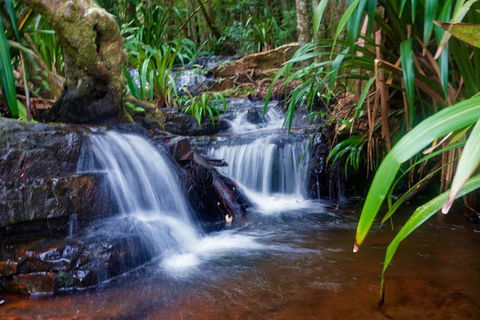 Glow Worms Private Tour - Nocturnal Rainforest Walk - Accommodation Tasmania 5