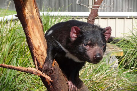 6-Day Tasmania Small-Group Guided Tour With Gourmet Food - Accommodation Tasmania 1